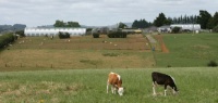 Nieuw Zeeland farmer