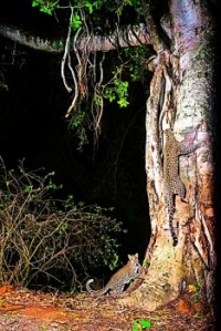 MORE NATURE IN FOCUS PHOTOGRAPHY AWARDS  2024: LEOPARDS, SHARKS AND SPIDERS 1 OF 4
