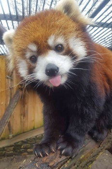I's not a dog...I's a Red Panda...