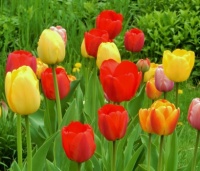Tulips are Finally Blooming