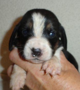 two week old Basset puppy, Josie
