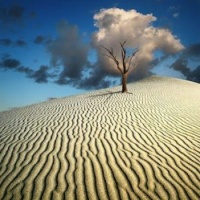 Tree in the sand