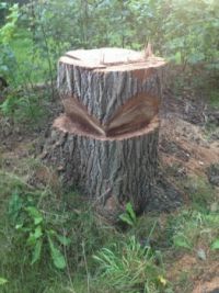 Amazing trees (for Neville)