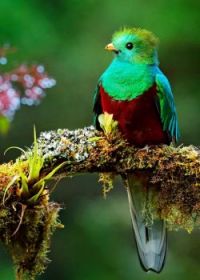 green-and-red-bird-Pharomachrus-mocinno