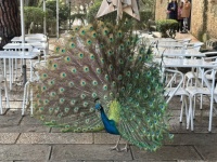 A juvenile showing off his stuff at the São Jorge Castle, Lisbon