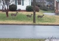 Deer in our yard
