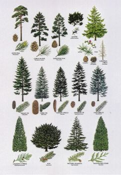 Pine Trees in North America