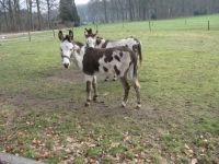 Donkeys 5