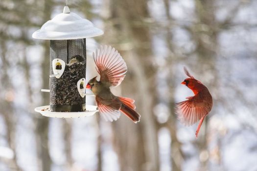Northern Cardinal Pair at a Feeder
