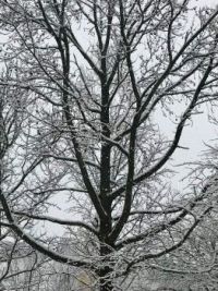 02_07_21_Snow_tree