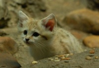 Sand Kitten