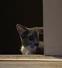Inquisitive Cat