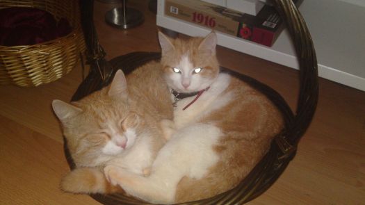 Birger and Peanut, Jan my sweet cats brother and sister