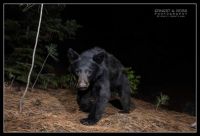 Black bear passing by camera trap set