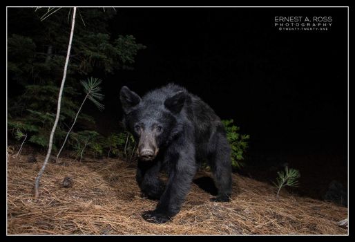 Black bear passing by camera trap set