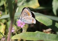 Brown argus butterfly - Aricia agestis (Bruin blauwtje)