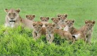 Lion family 2