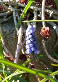 První modřenec   (First  muscari)