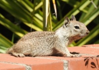 Ground Squirrel Youngster at Palomar College, San Marcos, California
