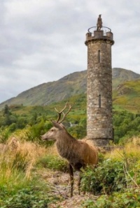 Magnificent Stag with the Lone Highlander on top of the Glenfinnan Monument