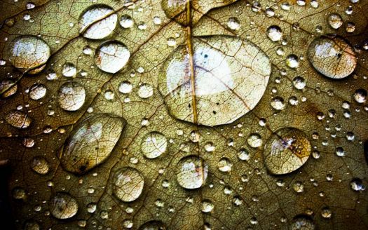 Golden Leaf Water Drops