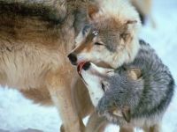 wolfs!!!!!!!!!!!!!