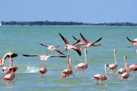 Flamingos. Mexico