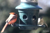 Cardinal and Sparrow