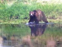 Yellowstone Grizzley