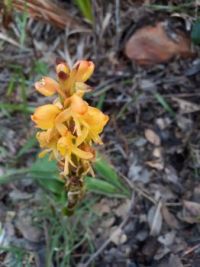 Satyrium coriifolium