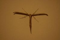 T-shaped moth