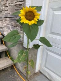 Sunflower at a surprising place 😮