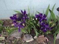 Iris