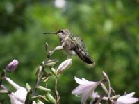 hummingbird 013 sm