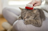 brush your cat