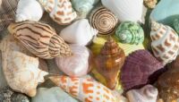 Shells of Color