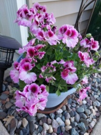 Martha Washington geranium