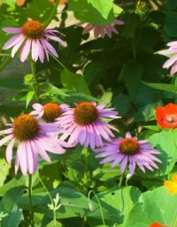 Purplecone Flowers