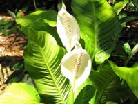 Peace Lily