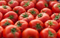 Ohio tomatoes