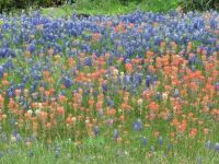 Texas Flowers
