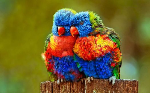 Solve 3 ~ 'Rainbow Lorikeets cuddling in love' jigsaw puzzle online ...