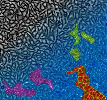 Cells Flowing like Glass - Courtesy Thomas E. Angelini 