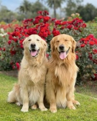Precious Animals 309