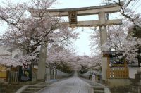 Muko Jinja Cherry Blossoms