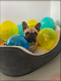 Coco loves a balloon 🤣