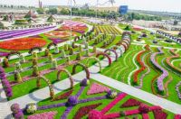 Miracle garden Dubai