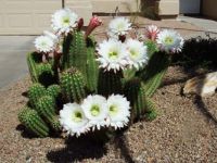 Blooming Cactus In Neighbor's Yard