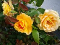 Moms peach roses