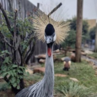 African Crowned Crane